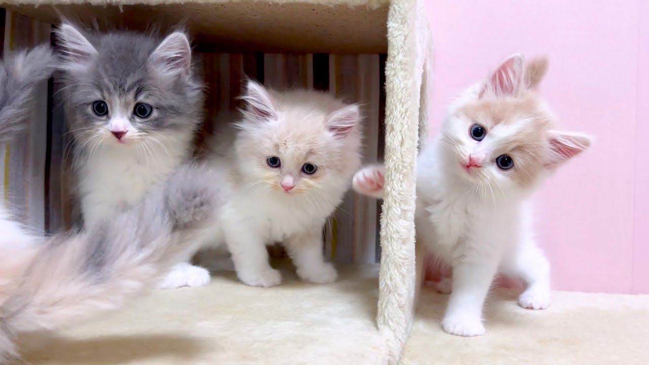 【マンチカンの子猫】子猫のプルプル案件を見てしまった件 ～猫のいる生活Vol.1081～出産動画 マンチカン短足・ミヌエット・ペルシャ猫専門ブリーダー『ペット蔵人』【子猫の成長記録】