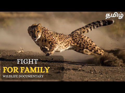 Fight For