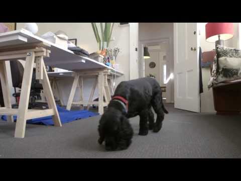 Pet Prozac I The Feed