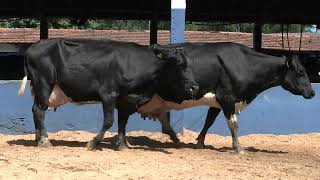 Vídeo 66 - 1ª ETAPA MEGA LIQUIDAÇÃO TOTAL AGROPECUÁRIA MARAJOARA - DIA 4 | GADO GIROLANDO E HOLANDÊS