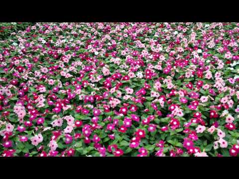 download lagu mp3 mp4 Vinca Flower, download lagu Vinca Flower gratis, unduh video klip Vinca Flower