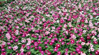 preview picture of video 'Caring for Annual Vinca'