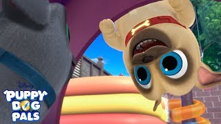 Bingo and Rolly&#39;s Favorite Music Videos! Compilation | Puppy Dog Pals | Disney Junior