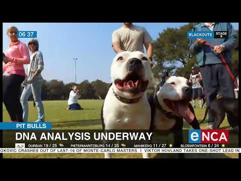 PIt bulls Calls grow to ban breed