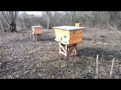 12,02,2021 Недоглядел, пчелы погибли от голода