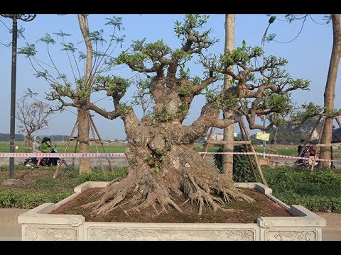 Nhiều cây sung dáng kỳ quái, giá bạc tỷ xuất hiện ở Hà Nội