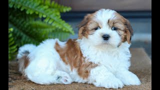 Video preview image #1 Shih Tzu Puppy For Sale in MORGANTOWN, PA, USA