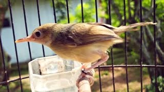 Download lagu WoW Prenjak Kepala Merah Ini Masih PAUD Cemotan Tapi Sudah GACOR Lot  Ngeplong- CALON PIKAT & Juara mp3 Download lagu WoW Prenjak Kepala Merah Ini Masih PAUD Cemotan Tapi Sudah GACOR Lot  Ngeplong- CALON PIKAT & Juara mp3