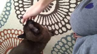 My extra affectionate Burmese cat Ozzy!