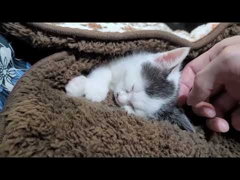 Faby Sleeps After Playing