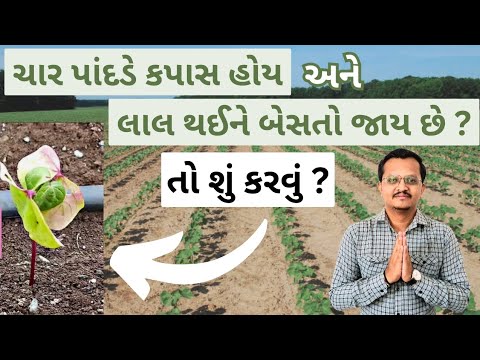 SAFE GROW LYPHILIZATION