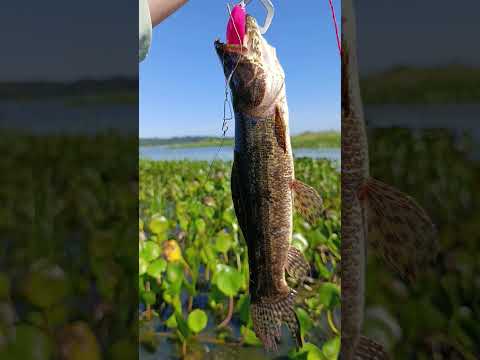 Garupa - Misiones 🍃 #Tararira #PescaDeportiva #CatchAndRelease #PescaArgentina #Fishing