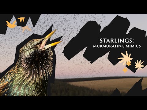 Marvel at these Starlings the murmurating mimics | Save Our Wild Isles