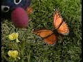 Sesame Street Grover And A Butterfly