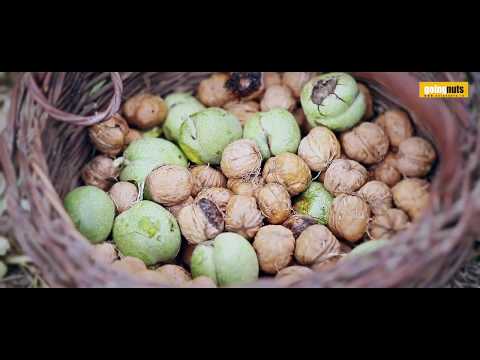 Organic Walnut Farming - GoingNuts