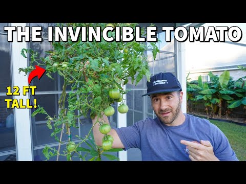These 3 Things Made My Tomato Plant INVINCIBLE!