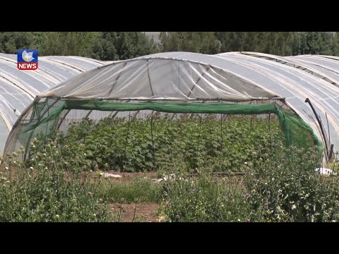 بەڤیدیۆ.. بەکارھێنانی نازانستنی ماددە کیمیاویی و قڕکەرەکان مەترسی بڵاوبونەوەی شێرپەنجەی ھەیە