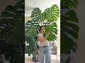 Step 1 for Monstera deliciosa: The BIG chop to propagate #monsteraplant #plantpropagation