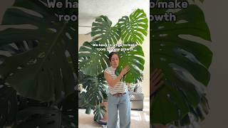 Download lagu Step 1 for Monstera deliciosa: The BIG chop to propagate #monsteraplant #plantpropagation mp3