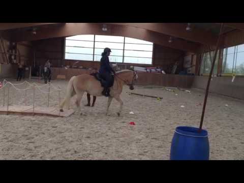 Training Brücke -  Working Equitation Staraktion Pferd International München 2017
