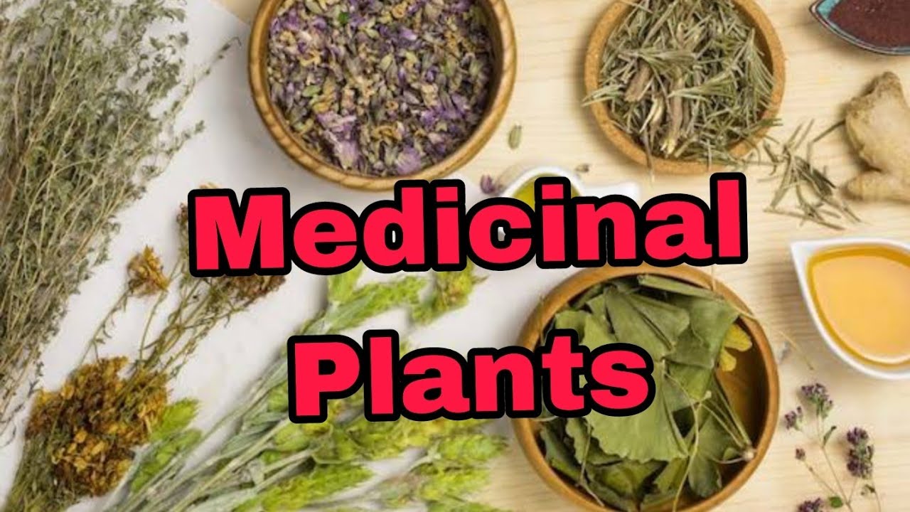 Medicinal Plants|| Natural vegetation and wildlife|| Ncert class 9 Geography chapter 5