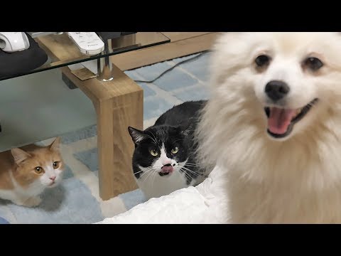 Our cats meet a dog