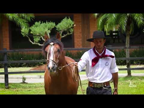 Lote 29 TROTE LARGO DO RECANTO CRIOULO