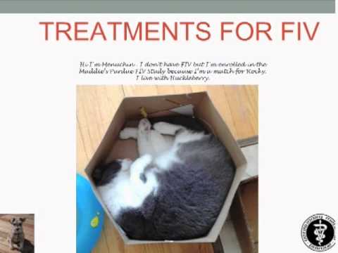 Update on FIV - What Every Shelter Needs to Know - webcast