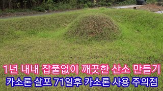 카소론(풀발아 억제 제초제) 살포 71일후 (라쏘또는 알라 재살포) 아주깨끗한 모습
