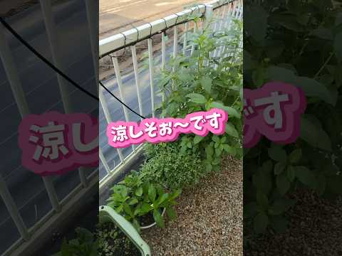 鉢植えのオリーブの木 熱波熱干ばつに強い木 地中海の庭のロッカリー 水やりなしで太陽がいっぱい