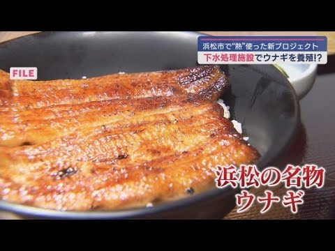 YouTube Video 日本初!ウナギの養殖に新たな技術が コスト削減や後継者不足の改善につながるか 浜松市