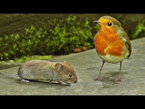 Cat Games - Entertainment for Cats to Watch Mice and Birds