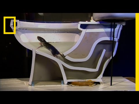 See How Easily a Rat Can Wriggle Up Your Toilet | National Geographic