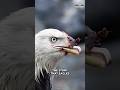 Do Eagles Really Break Their Beak?