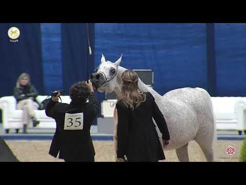 N 35 HAYFA AL KHALEDIAH   Straight Egyptian World Championship 2020   Mares 4+ Years Old Class 3B