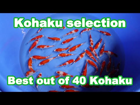 Selecting 40 Tosai Kohaku Koi Fish [KOI SELECTION]