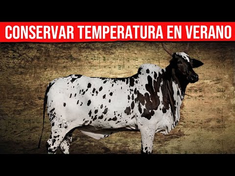 , title : '🔴 VACAS LECHERAS Y Productoras De CARNE Importancia De Conservar La Temperatura En Verano ✅'