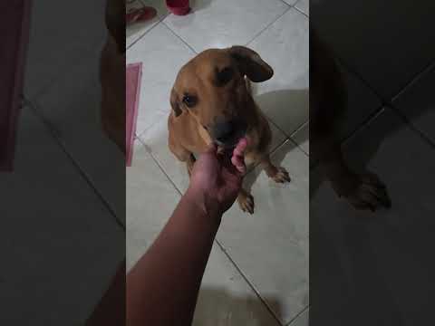 Vídeo de Dalleti Quintanilha
