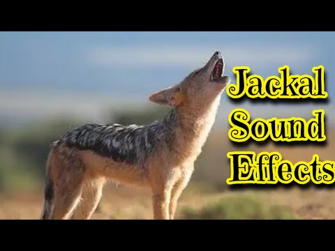 Jackal Sound Effects