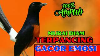 Download lagu PANCINGAN PAGI-PAGI AGAR MURAI GACOR❗❗ MURAI DIAM PASTI NYAUT EMOSI❗❗❗ mp3