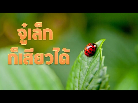 ยาในการปรับปรุงทางเพศชายคิดเห็นเรี่ยวแรง สมาชิกของ prischiki ขนาดเล็ก