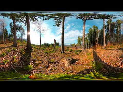 Sorizzo - Forest Corner [360]