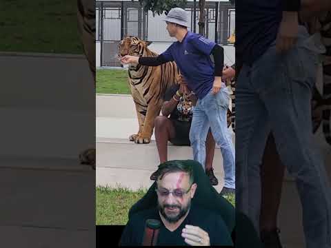 Como filmar ao lado de um tigre? #biologohenrique #animais #bichoesperto #biologo