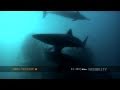 The Ultimate Sardine Run Experience