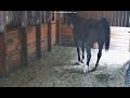 Horse Poop