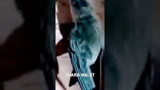 Download lagu SUARA WALET #walet #rbw #suarawalet #walet kalimantan mp3 Download lagu SUARA WALET #walet #rbw #suarawalet #walet kalimantan mp3