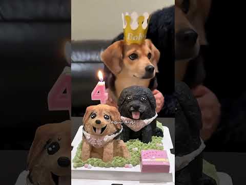 هذا الكلب يتمتع بمشاعر تشبه الإنسان!