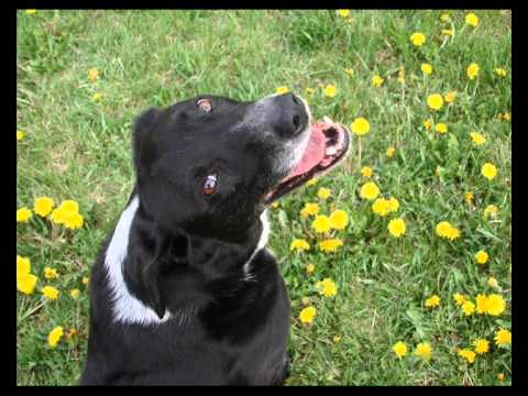 Klarika Kuusk - Võilill