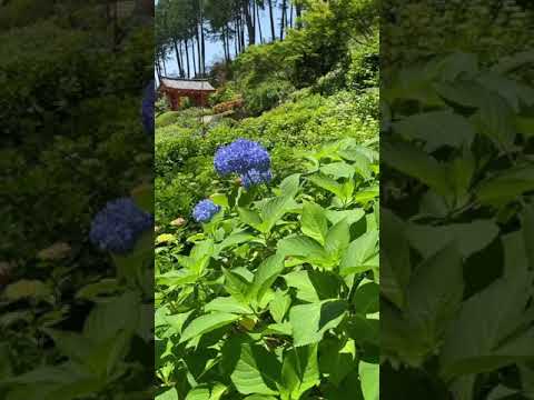 2024年にアジサイを庭に植える時期はいつですか？適切なジェスチャー + メンテナンスのヒント  庭園