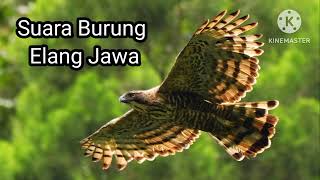 Download lagu suara burung elang jawa mp3